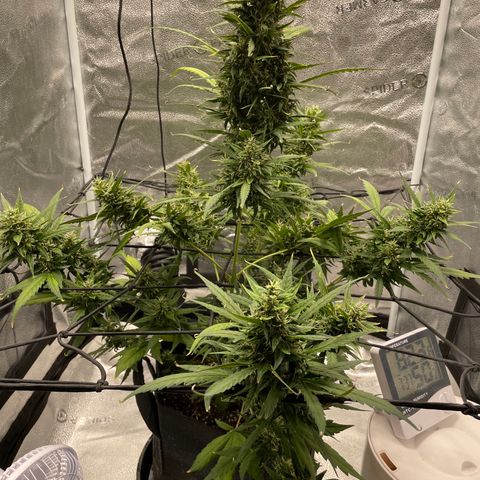 Auto Granddaddy Purp  growlog timeline photo