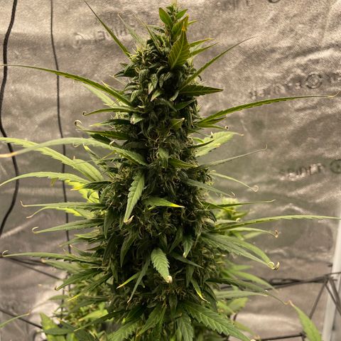 Auto Granddaddy Purp  growlog timeline photo