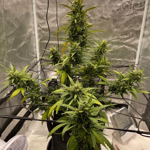Auto Granddaddy Purp  growlog timeline photo