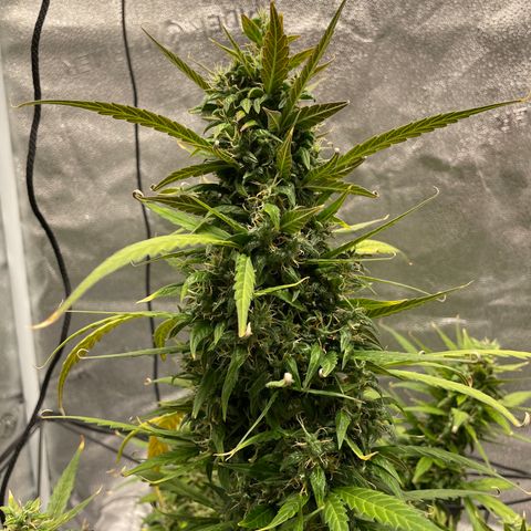 Auto Granddaddy Purp  growlog timeline photo