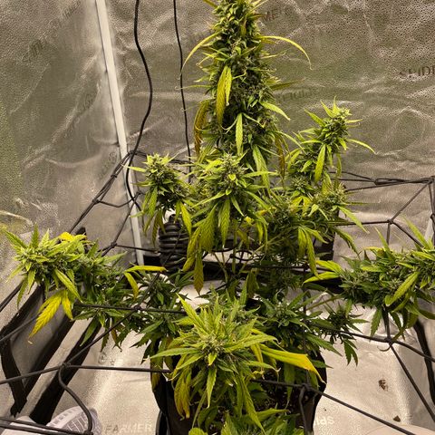 Auto Granddaddy Purp  growlog timeline photo