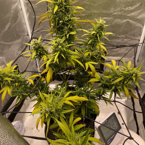 Auto Granddaddy Purp  growlog timeline photo