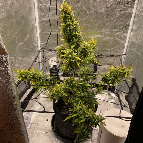 Auto Granddaddy Purp  growlog timeline photo