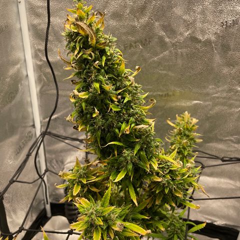 Auto Granddaddy Purp  growlog timeline photo