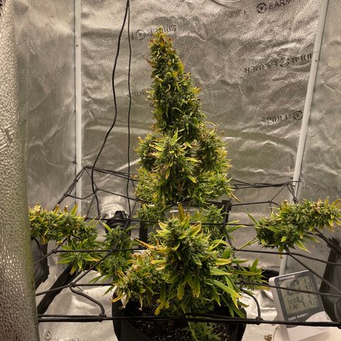 Auto Granddaddy Purp  growlog timeline photo