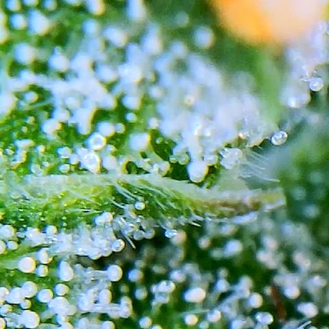 Auto Granddaddy Purp  growlog timeline photo