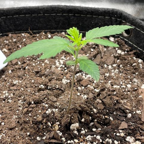 Auto Granddaddy Purp  growlog timeline photo