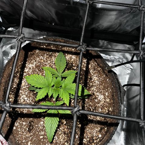 Miss Jackson growlog timeline photo