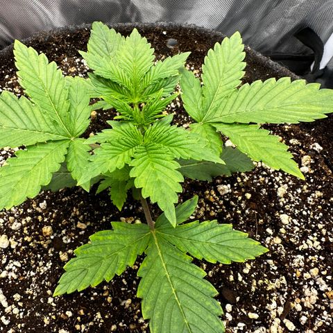 Miss Jackson growlog timeline photo