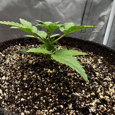Miss Jackson growlog timeline photo