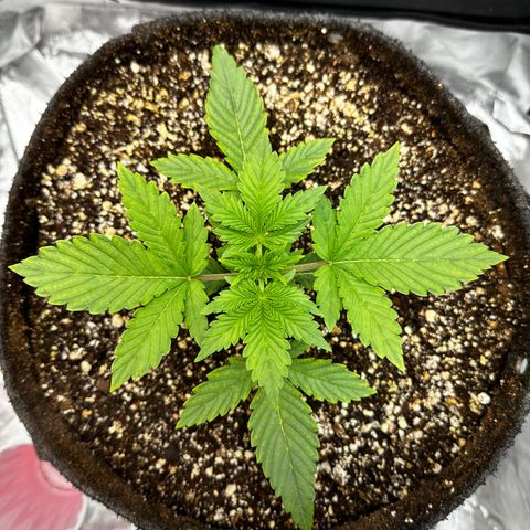 Miss Jackson growlog timeline photo