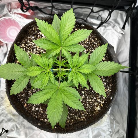 Miss Jackson growlog timeline photo