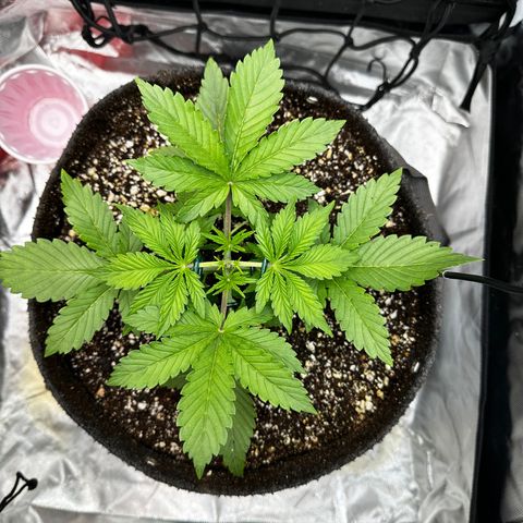 Miss Jackson growlog timeline photo