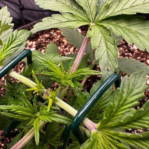 Miss Jackson growlog timeline photo