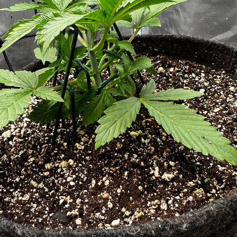Miss Jackson growlog timeline photo