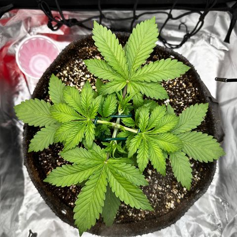 Miss Jackson growlog timeline photo