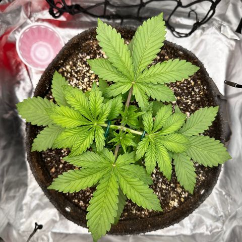 Miss Jackson growlog timeline photo