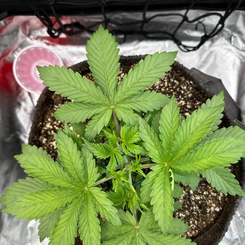 Miss Jackson growlog timeline photo