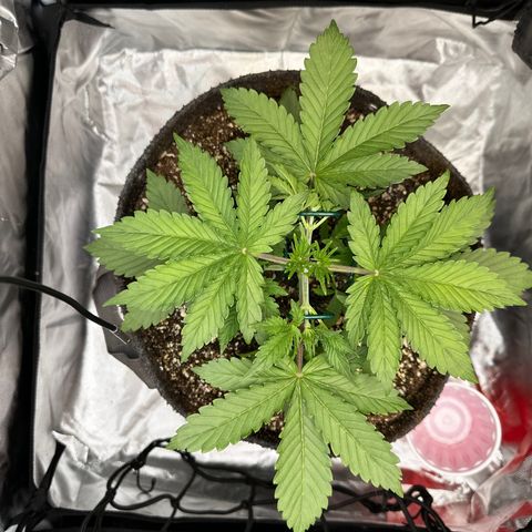 Miss Jackson growlog timeline photo