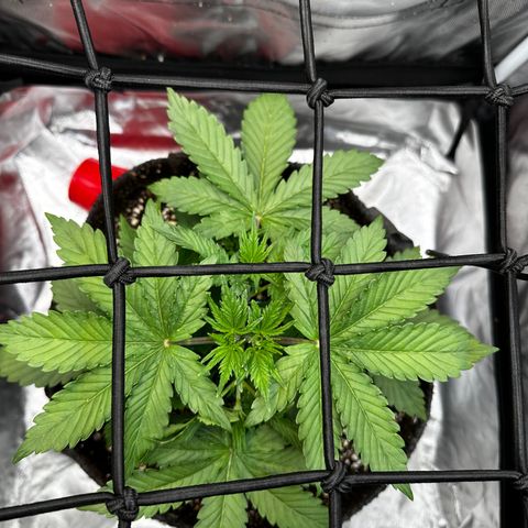 Miss Jackson growlog timeline photo