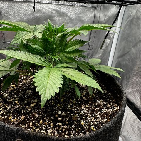 Miss Jackson growlog timeline photo