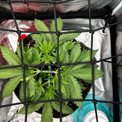 Miss Jackson growlog photo: Shoots from topping shot up bigtime today.   She is going good.  Good genetics
