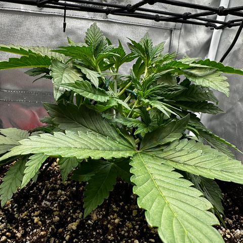 Miss Jackson growlog photo: Shoots from topping shot up bigtime today.   She is going good.  Good genetics