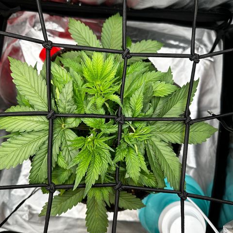 Miss Jackson growlog photo: Just spreading it out.  Looking great and growing fast. 