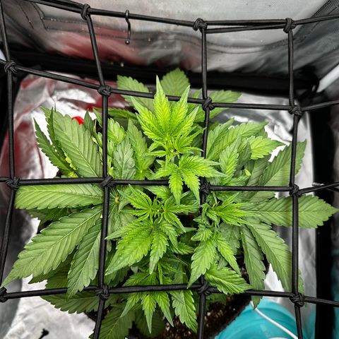 Miss Jackson growlog photo: Added 90 bend clips for Lst.