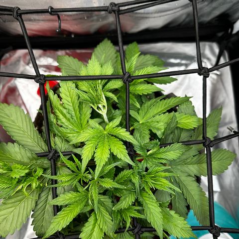 Miss Jackson growlog photo: Getting bushy