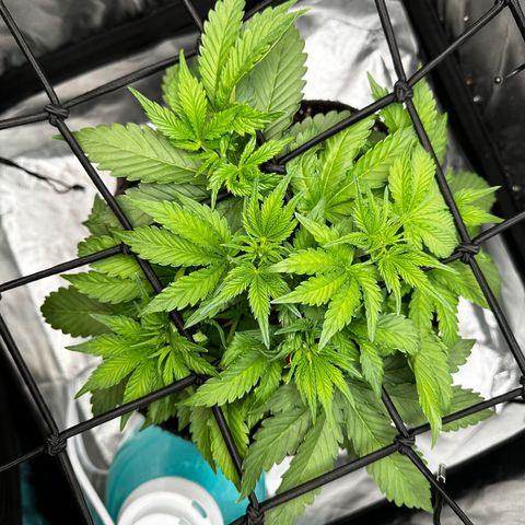 Miss Jackson growlog timeline photo