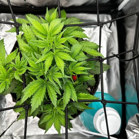 Miss Jackson growlog timeline photo