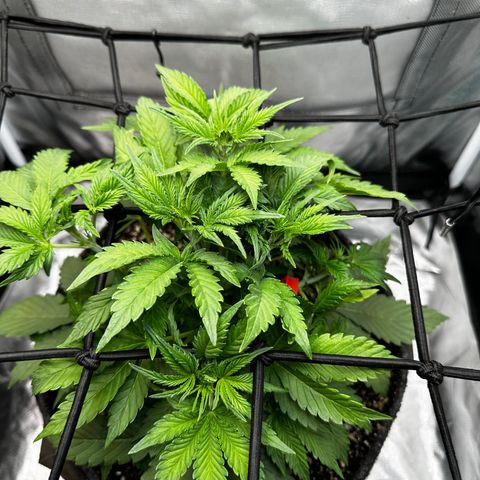 Miss Jackson growlog timeline photo