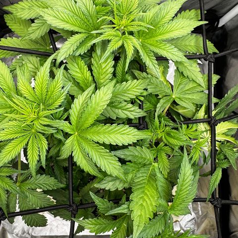Miss Jackson growlog timeline photo