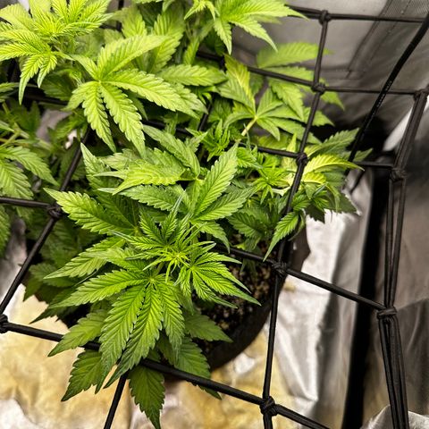 Miss Jackson growlog timeline photo