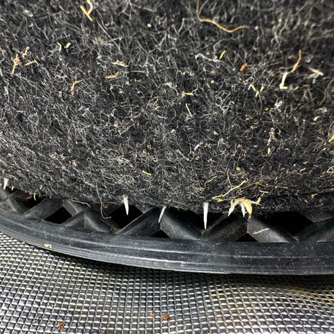 Miss Jackson growlog timeline photo
