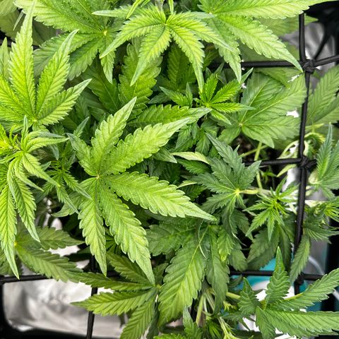 Miss Jackson growlog timeline photo
