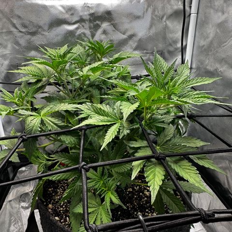 Miss Jackson growlog timeline photo