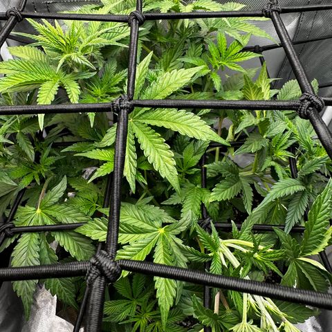 Miss Jackson growlog timeline photo
