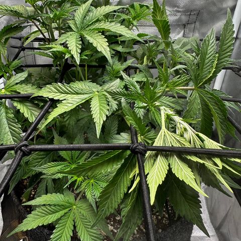 Miss Jackson growlog timeline photo