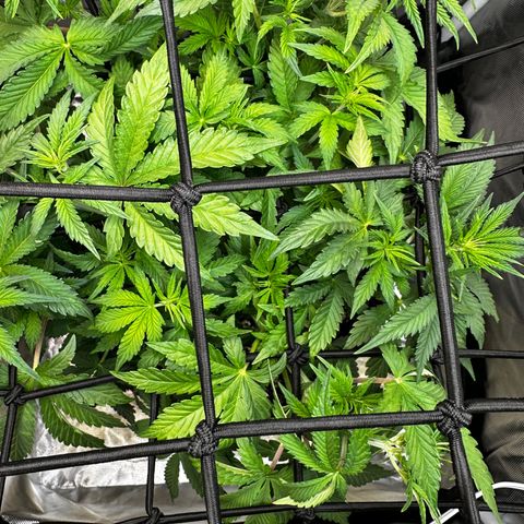 Miss Jackson growlog timeline photo