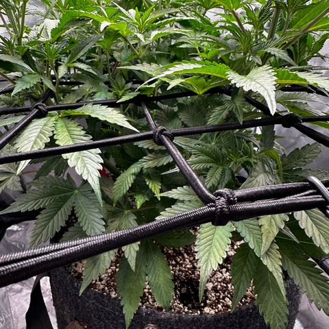 Miss Jackson growlog timeline photo
