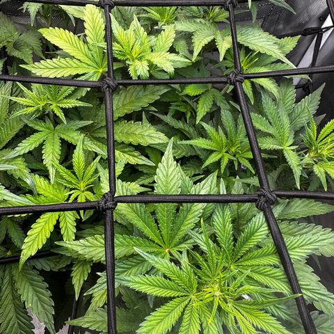 Miss Jackson growlog timeline photo
