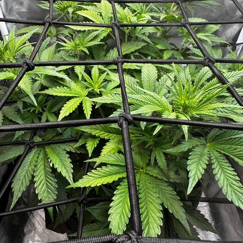 Miss Jackson growlog timeline photo