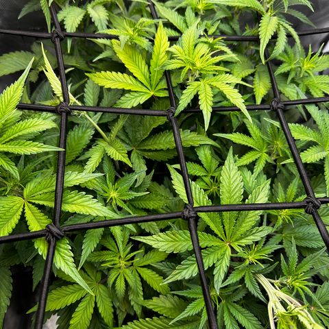 Miss Jackson growlog timeline photo