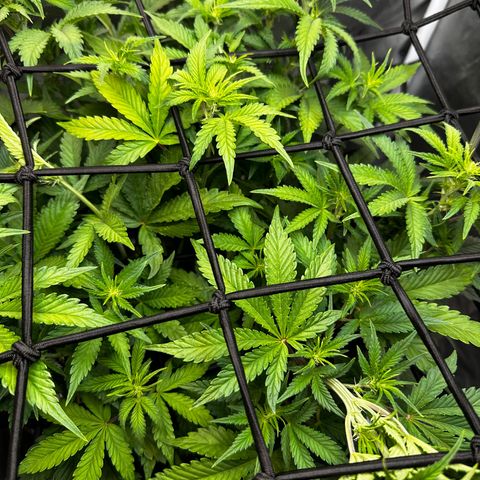 Miss Jackson growlog timeline photo