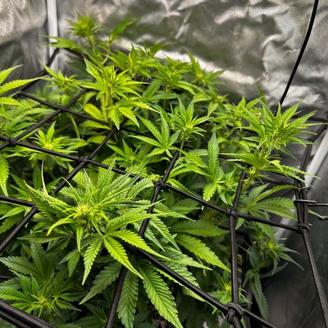 Miss Jackson growlog photo: And so the flowering begins.  Will use kool bloom liquid to enhance the rest of my nutrients for flowering.