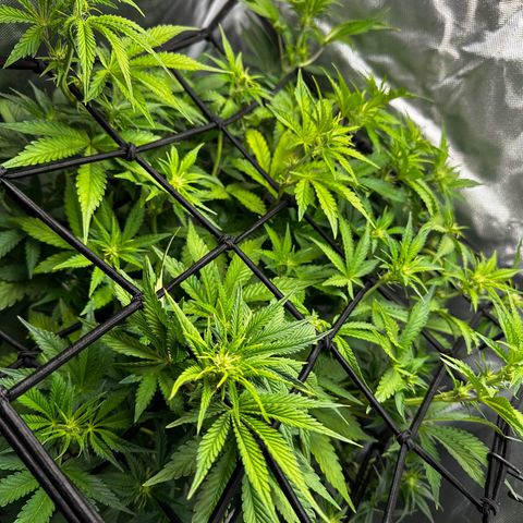 Miss Jackson growlog photo: And so the flowering begins.  Will use kool bloom liquid to enhance the rest of my nutrients for flowering.