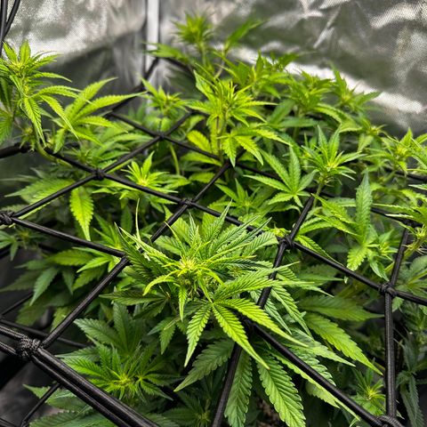 Miss Jackson growlog photo: And so the flowering begins.  Will use kool bloom liquid to enhance the rest of my nutrients for flowering.