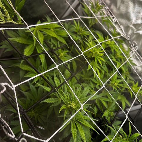 Miss Jackson growlog timeline photo